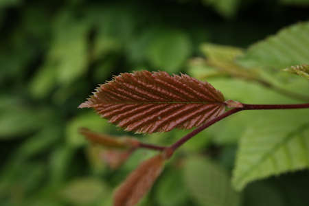 Young leaf on a bush in spring.