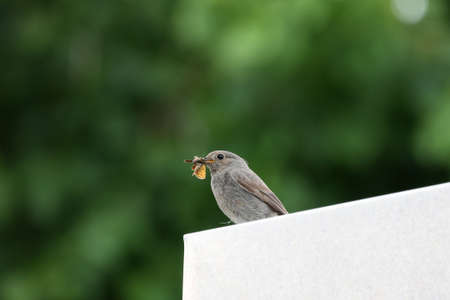 Redstart with its price in the garden.の写真素材