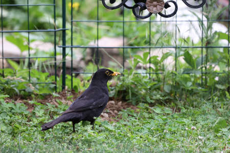 Blackbird in the garden looking for insects