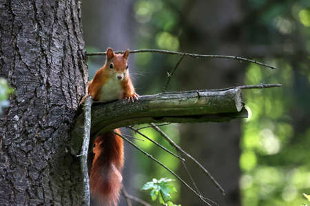 Redhead squirrel sits on a tree and looks down