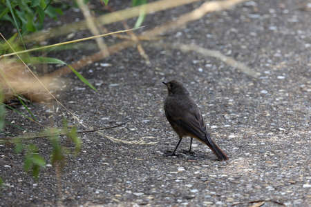 Warbler Redstart in the garden looking for food.