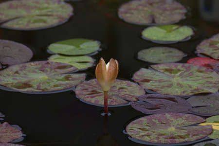 A beautiful water lily flower that hovers over the water.の写真素材