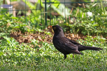 Blackbird in the garden looking for insects.の写真素材