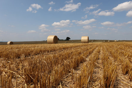 Harvested field with several rolled hay bales in Summer.