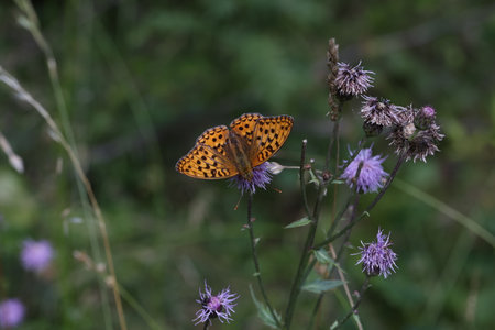 Beautiful close-up of a silver-washed fritillary butterfly sitting on a flower.