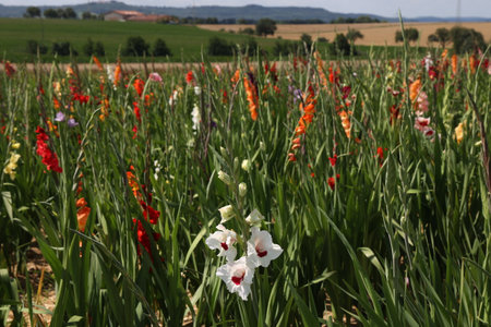 Gladioli field for self cutting and shopping.の写真素材