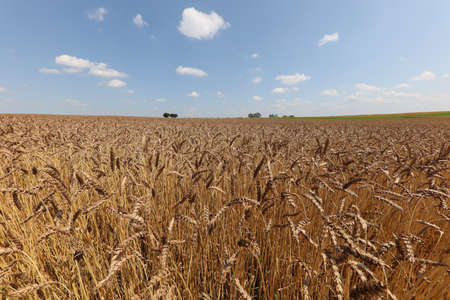Wheat ears ripen in the field in summer.