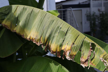 Tropical banana palm leaf, large foliage in rainforest.の写真素材