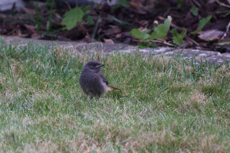 A young black redstart chick sits in the grassの写真素材