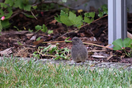 A young black redstart chick sits in the grass
