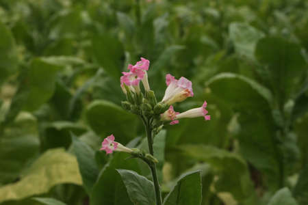 Green tobacco plants on a field in Rhineland-Palatinate.の写真素材