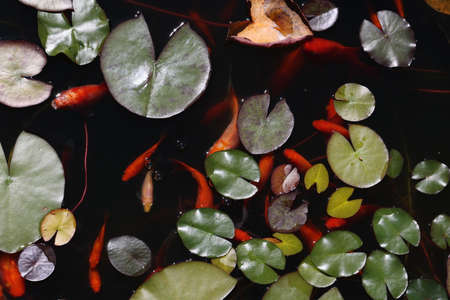 Beautiful goldfish swim in the garden pond.の写真素材
