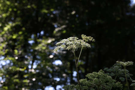 White flowering plant, Caraway or meridian fennel.