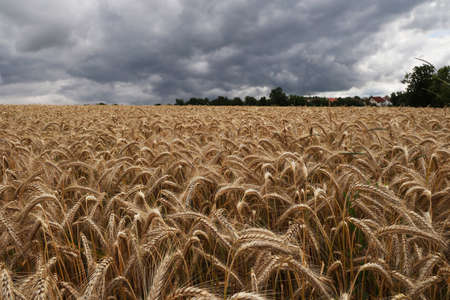 Scenery. Golden wheat field before the stormの写真素材