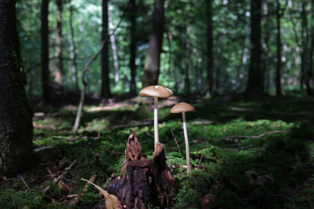 Mushrooms in green moss in the forest.の写真素材