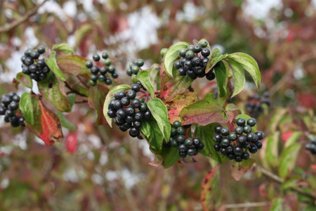 Black berries ripen on bushes in the forest.の写真素材