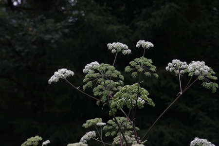 White flowering plant, Caraway or meridian fennel.の写真素材
