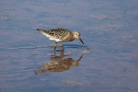Woodcock in search of food in a salt lake