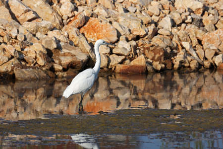 Egret on the water looking for food