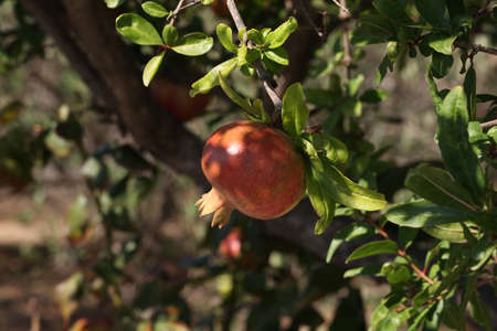Pomegranate fruit matures on tree in summer.