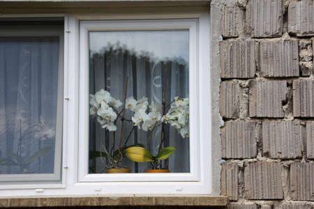 White orchids in the window of the house.の写真素材