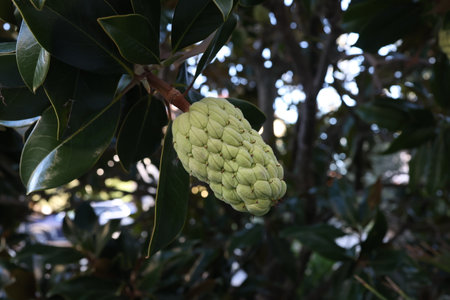 Magnolia fruit on the green leaves background.の写真素材