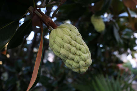 Magnolia fruit on the green leaves background.の写真素材