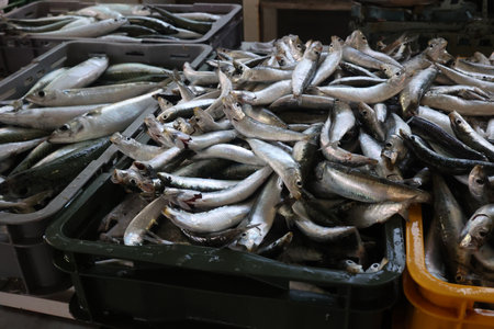 Different sea fish at a fish market in Croatia.の写真素材