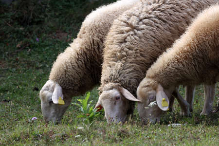 A herd of white sheep grazes on a fenced pasture.の写真素材
