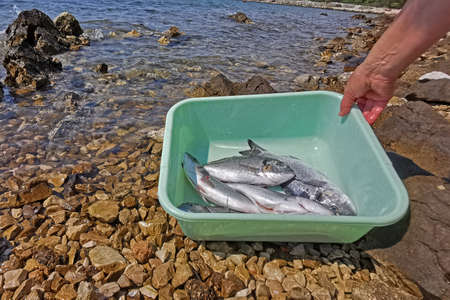 Fresh sea fish cleaned by the water.