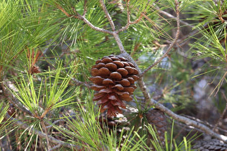 Pine branch with needles and old cones.の写真素材