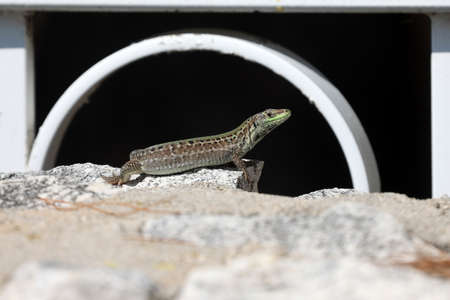 Green lizard sits on rocks and bask in the sun.の写真素材
