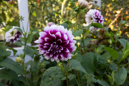 Isolated natural dahlia flower on green background.の写真素材