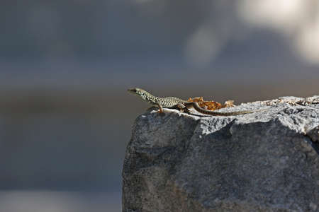Green lizard sits on rocks and bask in the sun.の写真素材