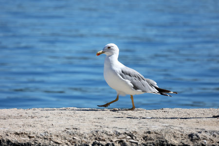 A seagull walks along the beach in the morning.の写真素材