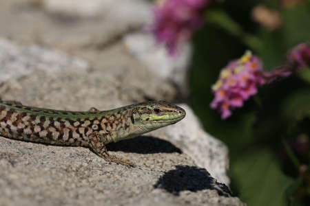 Green lizard sits on rocks and bask in the sun.の写真素材
