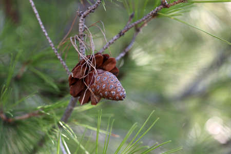 Pine branch with needles and old cones.の写真素材