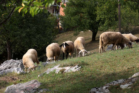 A herd of white sheep grazes on a fenced pasture.の写真素材