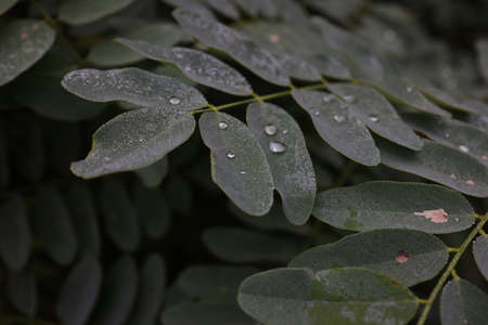 Dew drops on the leaves of the plant.の写真素材