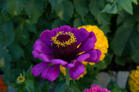 Isolated natural zinnia flower on green background.の写真素材