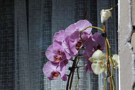 Beautiful orchids in the window of the house.の写真素材