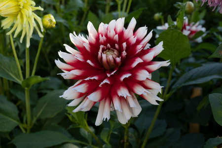 Isolated natural dahlia flower on green background.の写真素材