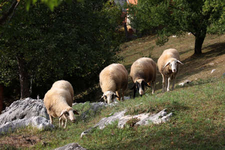 A herd of white sheep grazes on a fenced pasture.の写真素材