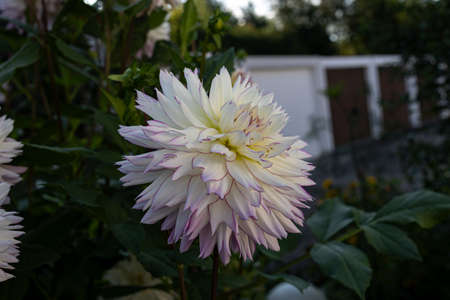 Isolated natural dahlia flower on green background.の写真素材
