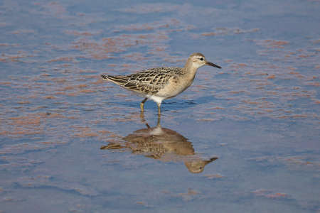 Woodcock in search of food in a salt lake.の写真素材