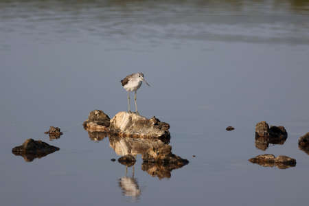 Woodcock in search of food in a salt lake.の写真素材