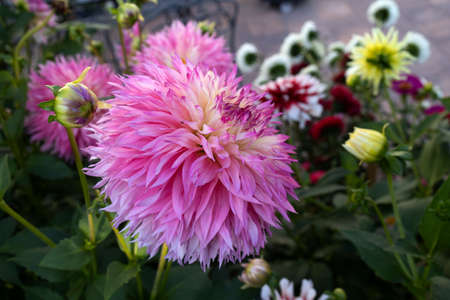 Isolated natural dahlia flower on green backgroundの写真素材