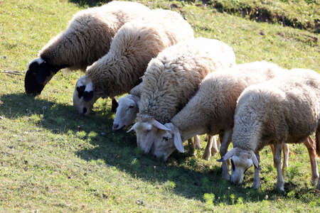A herd of white sheep grazes on a fenced pastureの写真素材