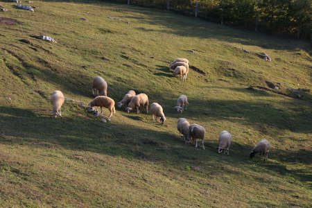 A herd of white sheep grazes on a fenced pastureの写真素材