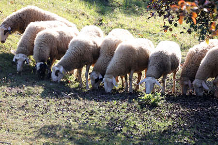 A herd of white sheep grazes on a fenced pastureの写真素材